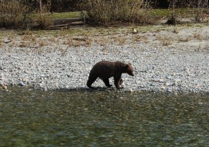 Grizzly Bear on the British Columbia Central Coast