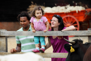 Family looking at cattle at Wimpole Home Farm in Cambridgeshire. ©National Trust Images/Megan Taylor