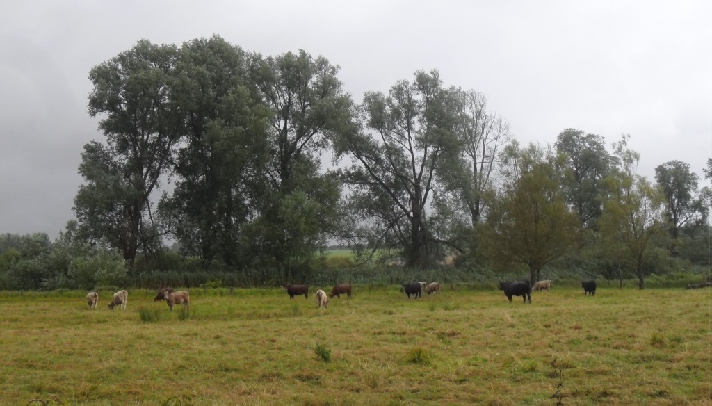 Cows at Yavington