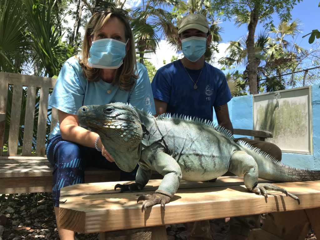 Cayman Islands Covid Grant recipients care for blue iguana